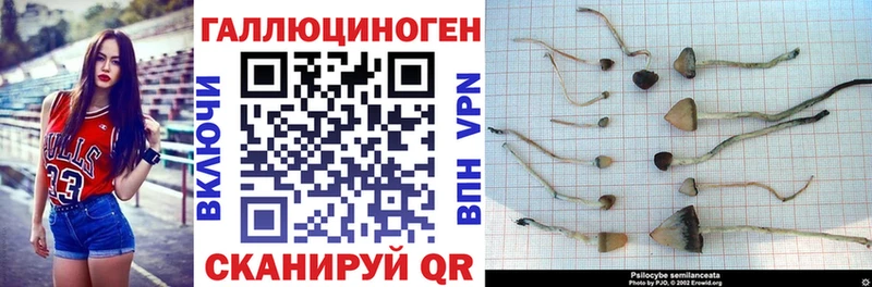 Псилоцибиновые грибы Cubensis где найти Болотное